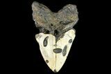 Massive, Fossil Megalodon Tooth - North Carolina #158239-2